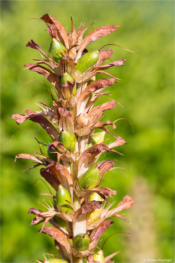 Ungarischer baerenklau acanthus hungaricus