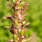 Ungarischer baerenklau acanthus hungaricus