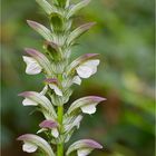 Ungarischer Bärenklau (Acanthus hungaricus).