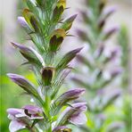 Ungarischer Bärenklau (Acanthus hungaricus).