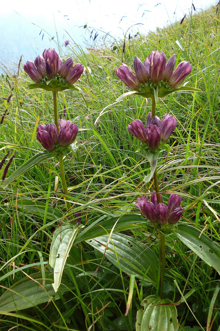 Ungarischer Enzian (Gentiana pannonica)