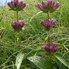 Ungarischer Enzian (Gentiana pannonica)