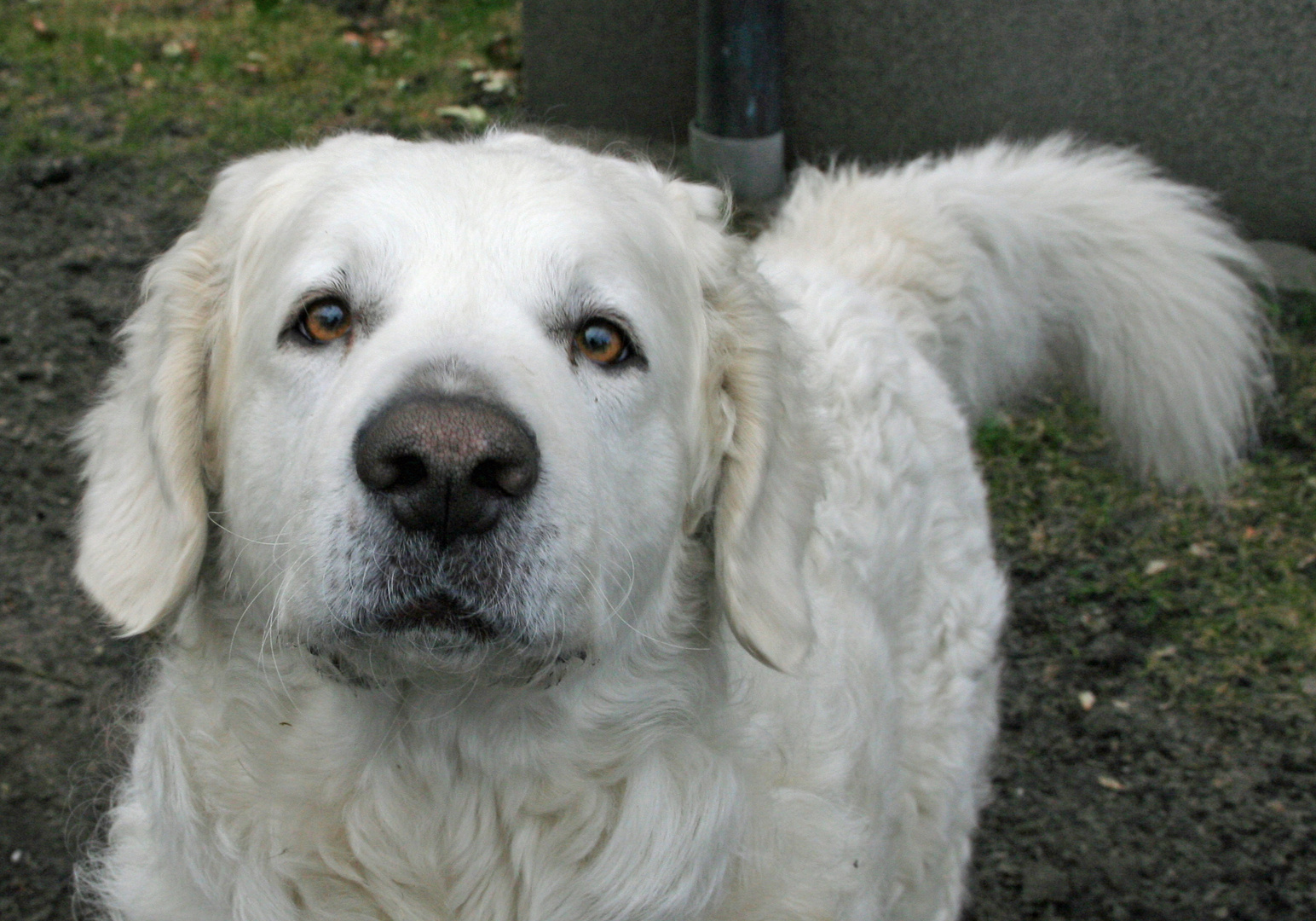 Ungarischer Hirtenhund