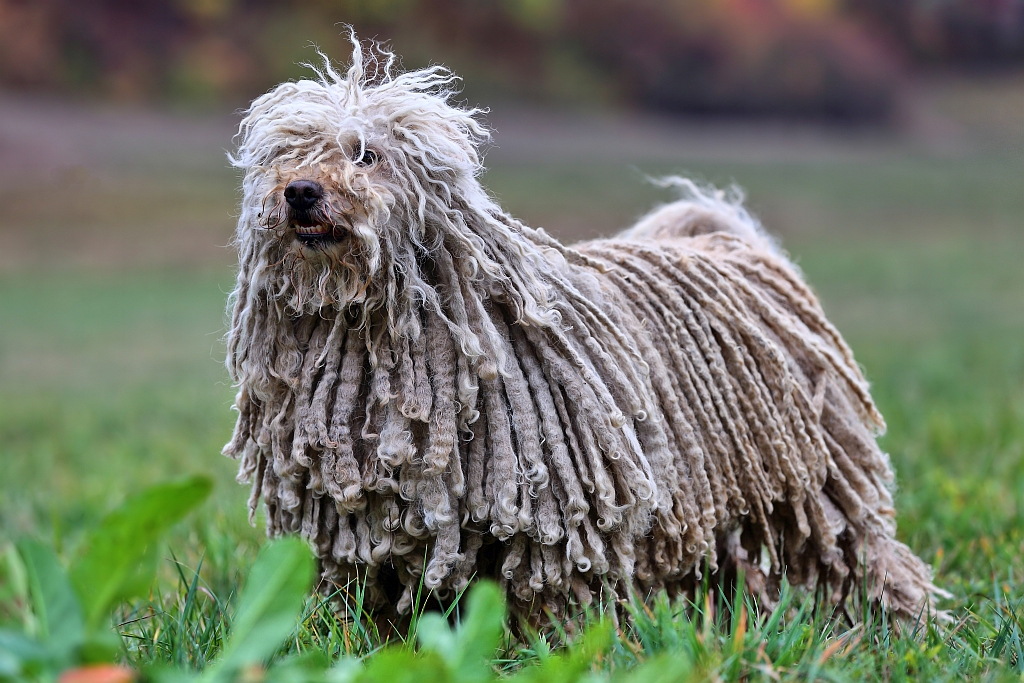 Ungarischer Hirtenhund Puli