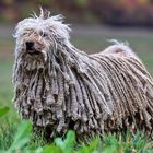 Ungarischer Hirtenhund Puli