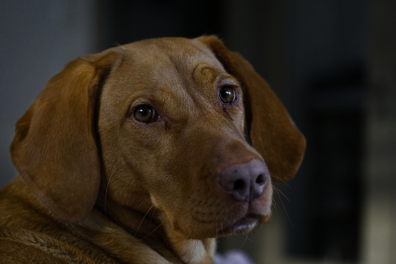 Ungarischer Vizsla 