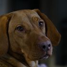 Ungarischer Vizsla 