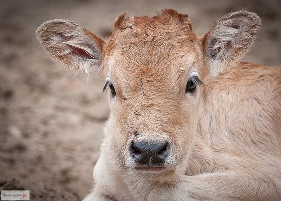 Ungarisches Steppenrind(Jungtier) Tierpark Berlin