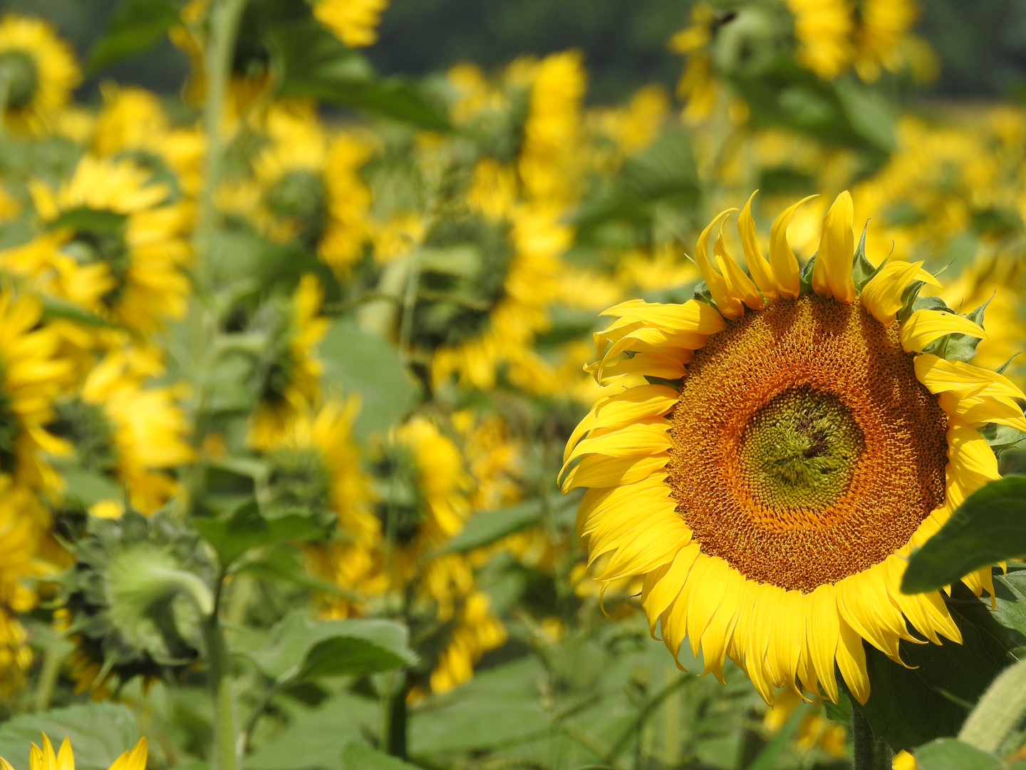 Ungarn (2018), Sonne!