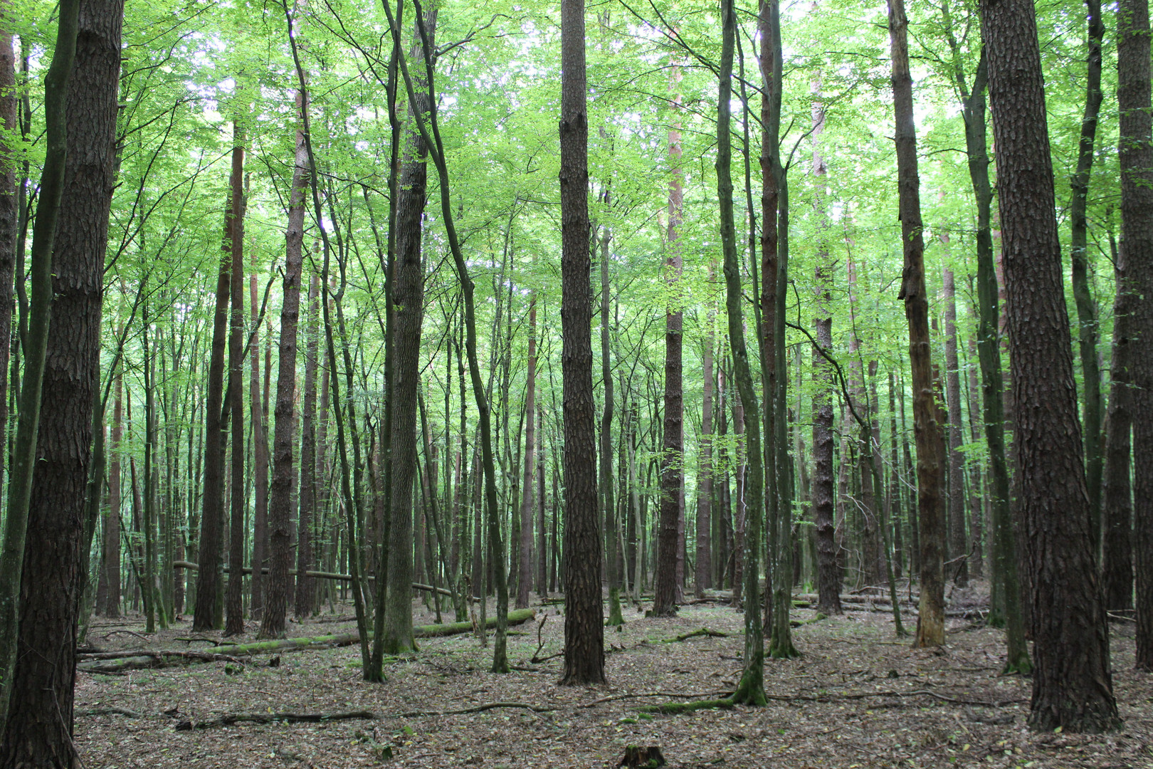 Ungarns Wälder ...