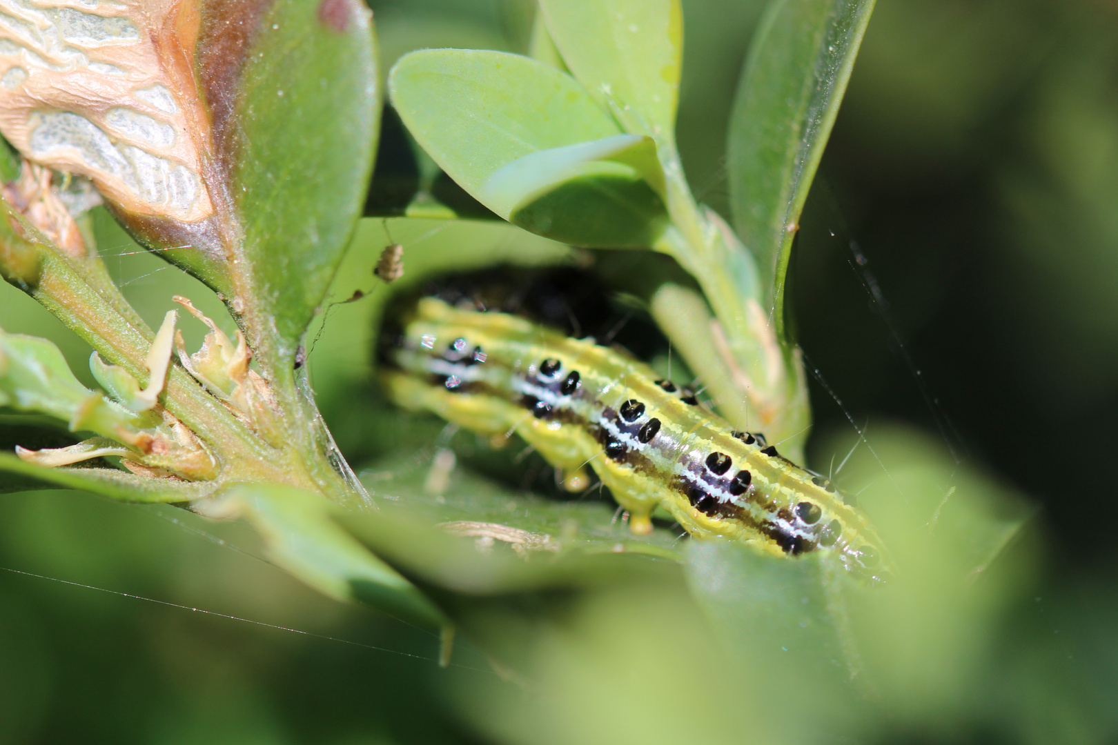 ungebetene Gäste im Garten