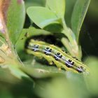 ungebetene Gäste im Garten