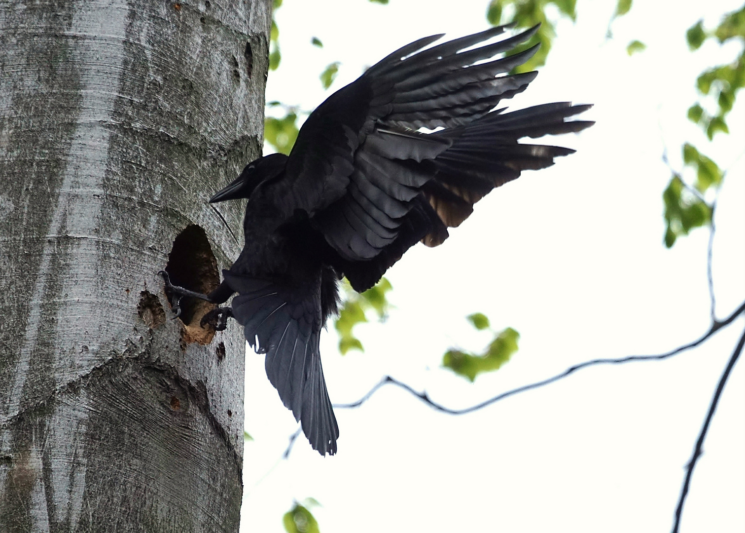 Ungebetener Besuch bei den Schwarzspechten