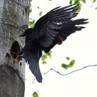 Ungebetener Besuch bei den Schwarzspechten