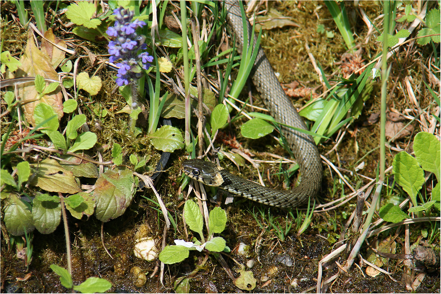 Ungebetener Besuch