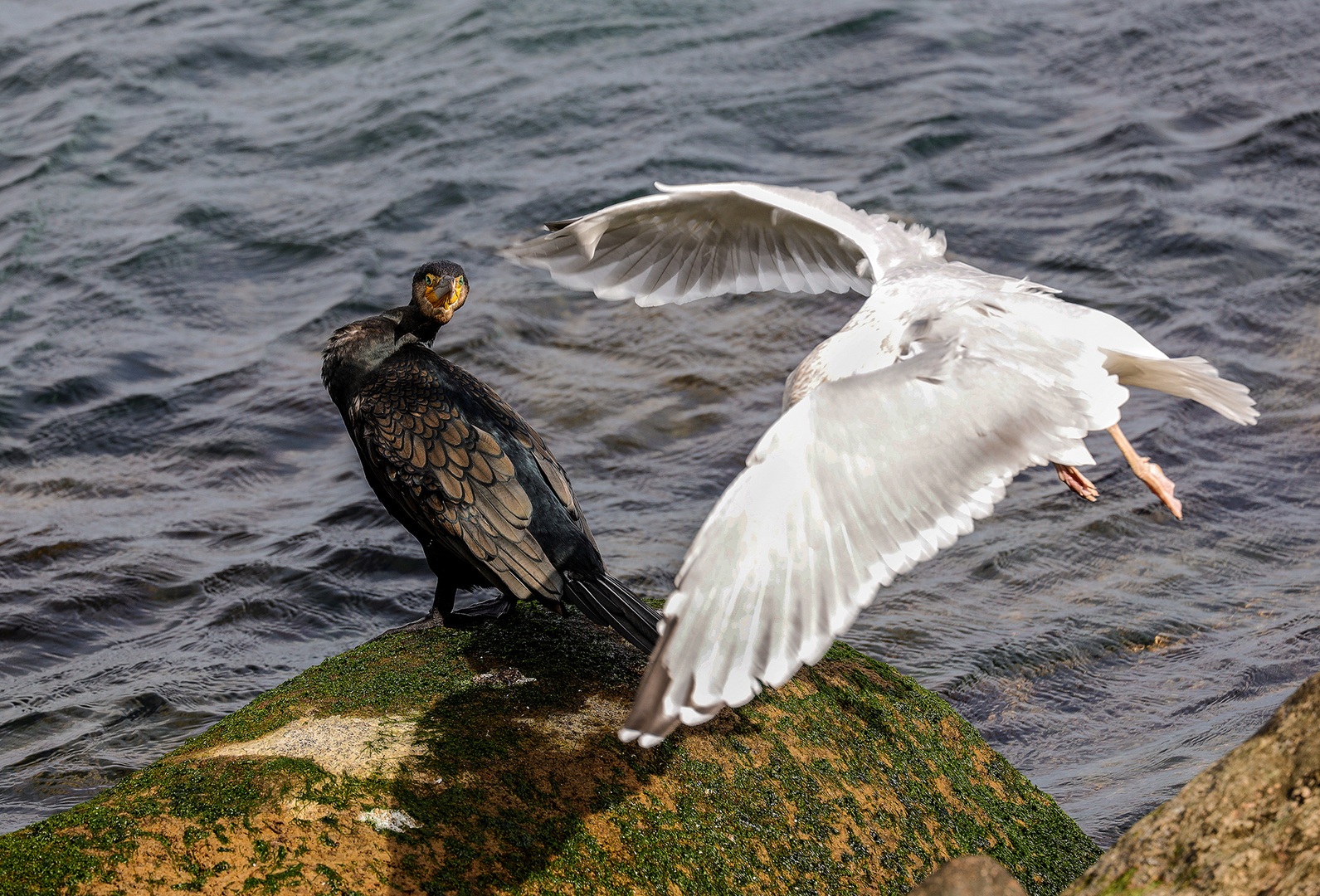 Ungebetener Besucher