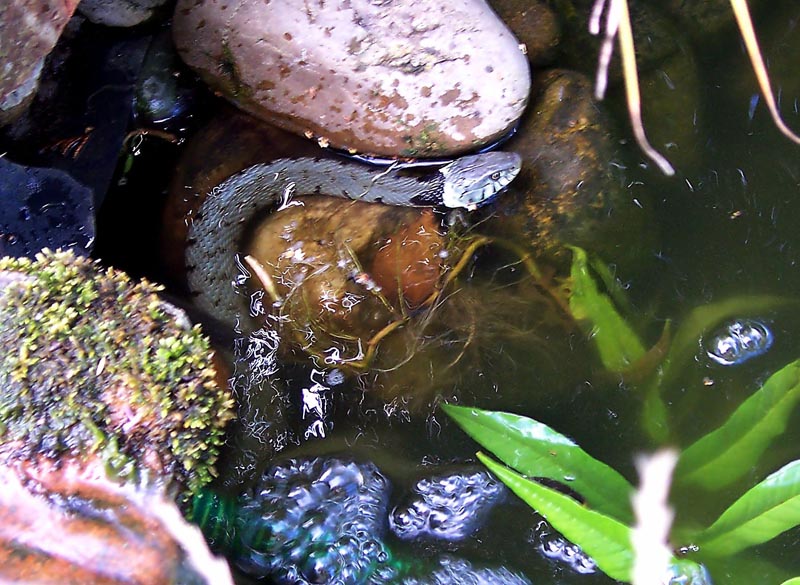 ungebetener Gast im Gartenteich