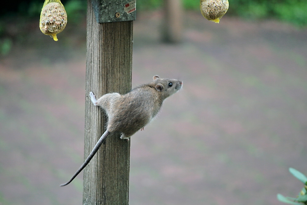 Ungebetener Gast oder Vogel mit Ohren?