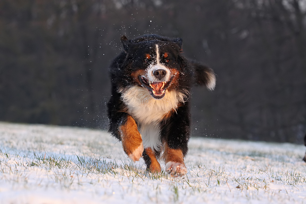 ungebremste Schneefreude