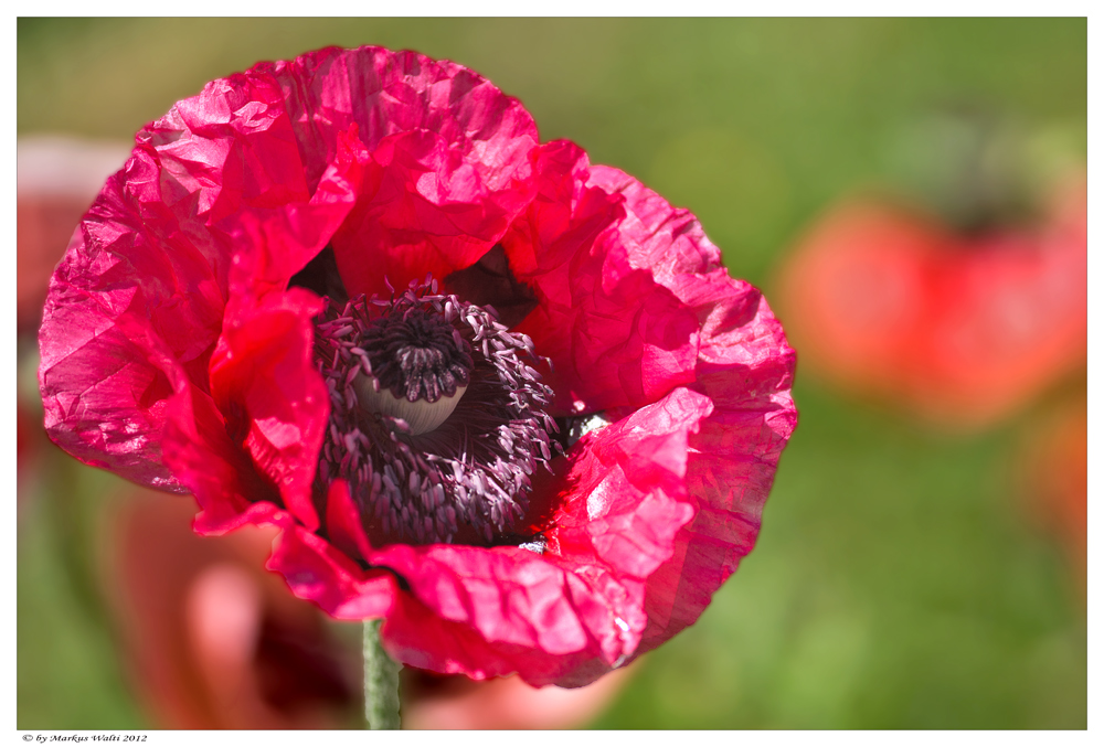 Ungebügelter Mohn