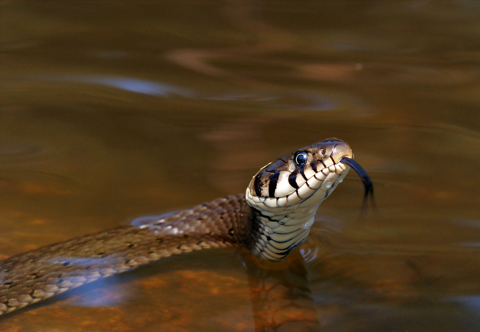 Ungeduldig...( Natrix natrix)