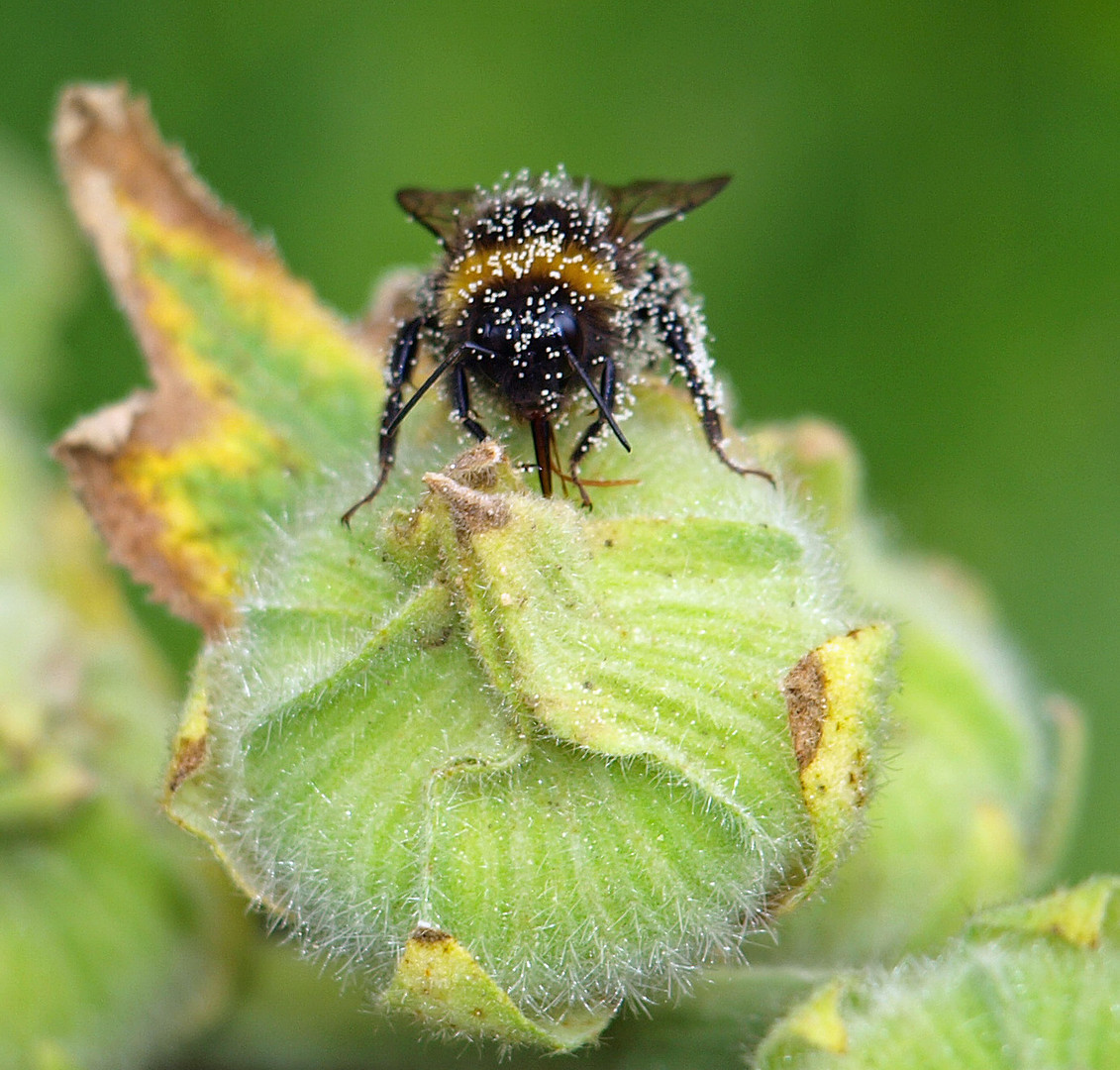 Ungeduldige Hummel II