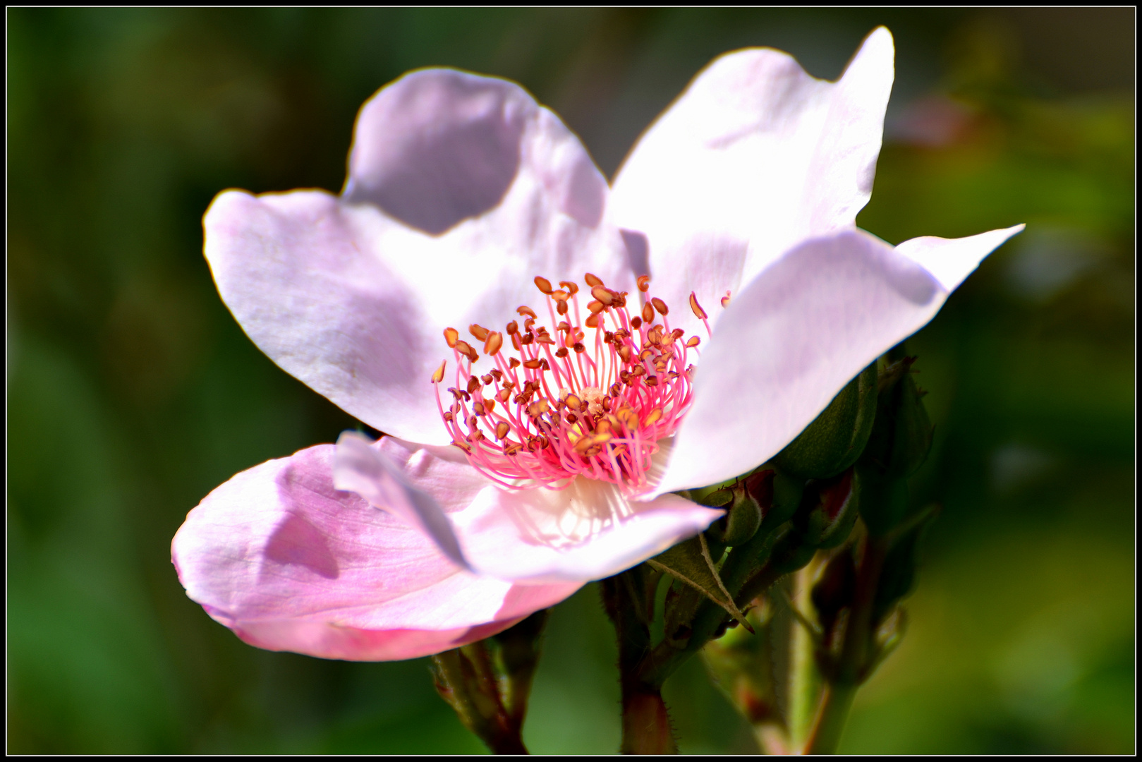 Ungefüllte Blüte