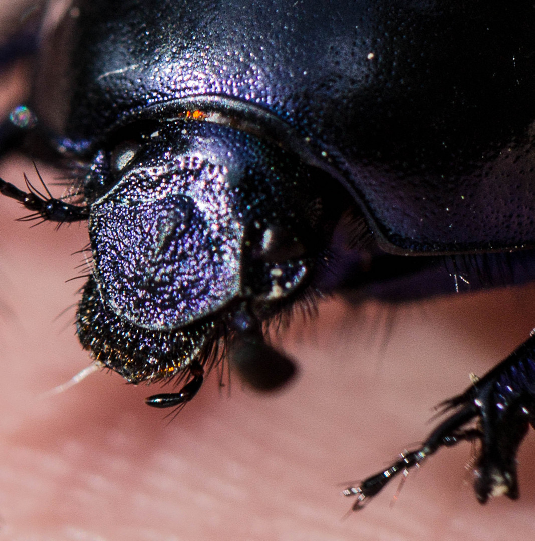 Ungeheuer! Foto & Bild | natur-makros, natur-kreativ, aufnahmetechniken ...