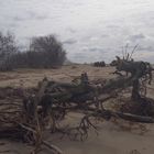 Ungeheuer am Strand