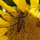 "Ungeheuer "auf Sonnenblume