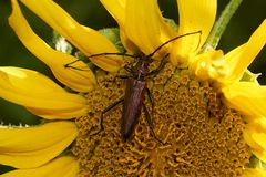 "Ungeheuer "auf Sonnenblume