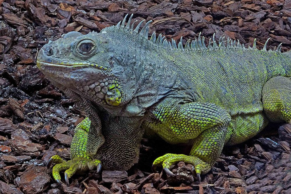 "Ungeheuer" Grüner Leguan im Zoo Neuwied