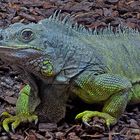 "Ungeheuer" Grüner Leguan im Zoo Neuwied