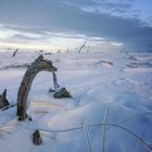 Ungeheuer im Schnee 