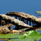 " Ungeheuer " im Toteissee Inkwil