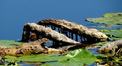 " Ungeheuer " im Toteissee Inkwil