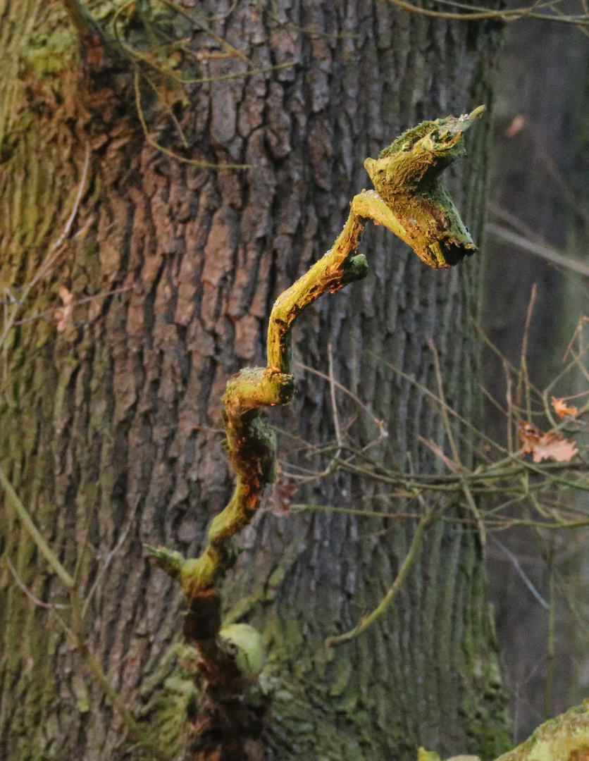 Ungeheuer im Wald -1-