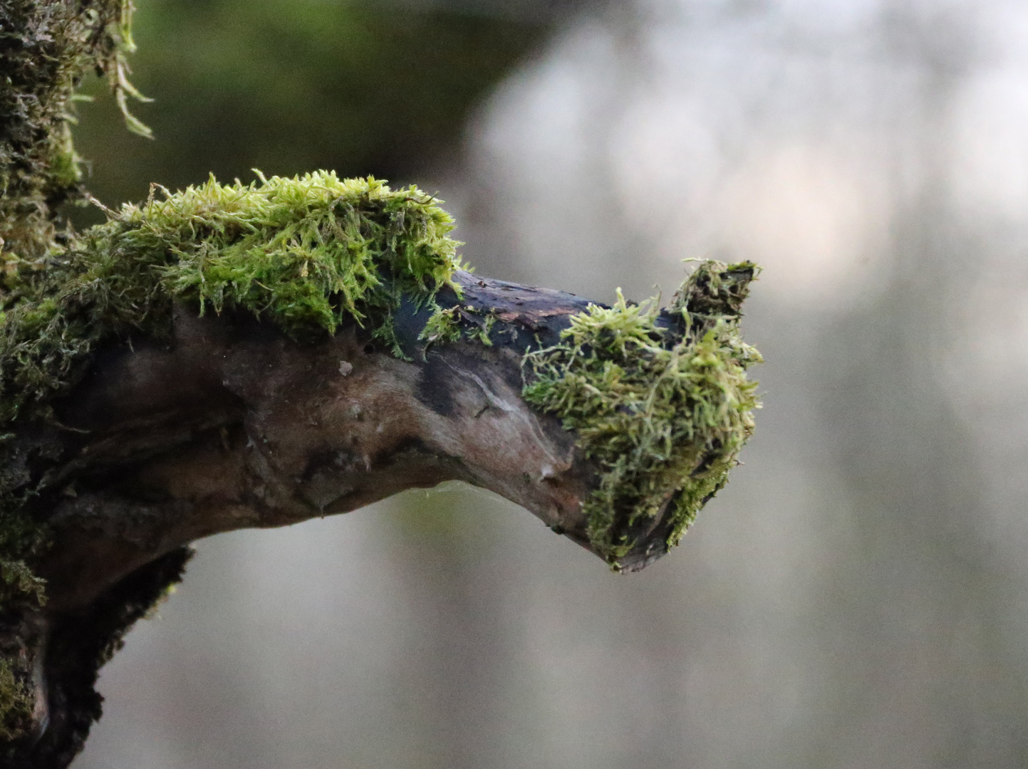 Ungeheuer im Wald 2 Foto & Bild fotos, wald, bäume Bilder auf