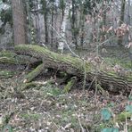 Ungeheuer im Wald -5-