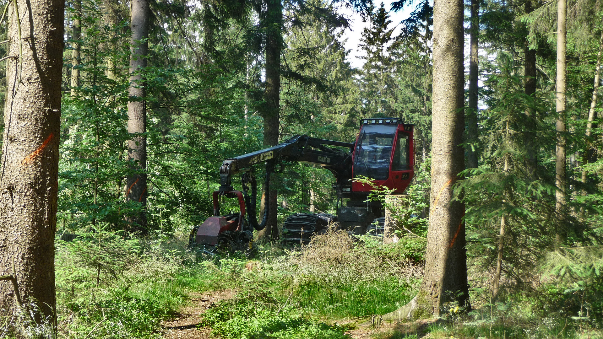 Ungeheuer im Wald