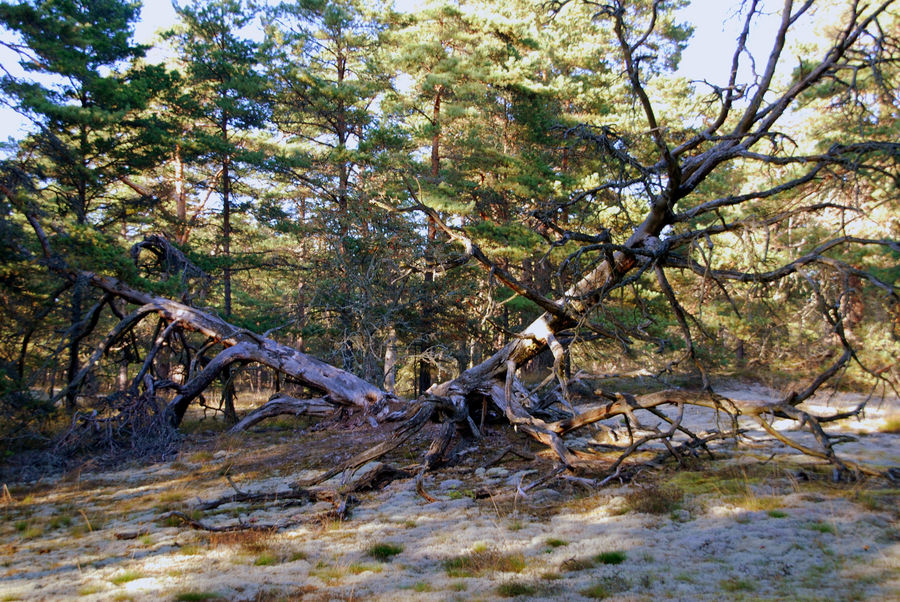 Ungeheuer im Wald Foto & Bild pflanzen, pilze & flechten, bäume