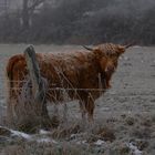 Ungekämmt und eisgekühlt ;-)