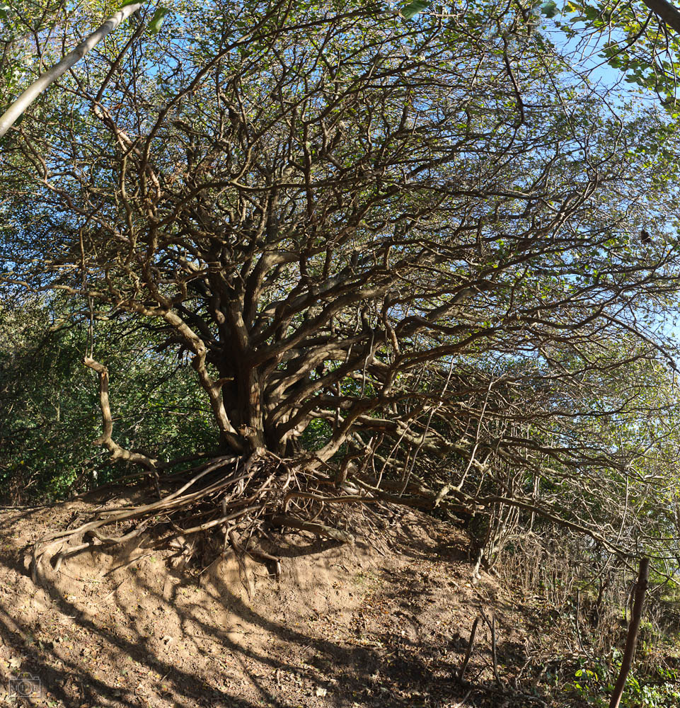 ungekämmter Baum