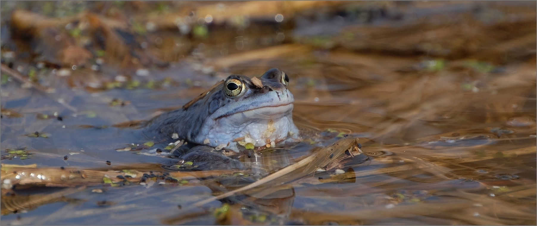 Ungekrönter Froschkönig