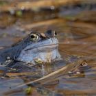 Ungekrönter Froschkönig