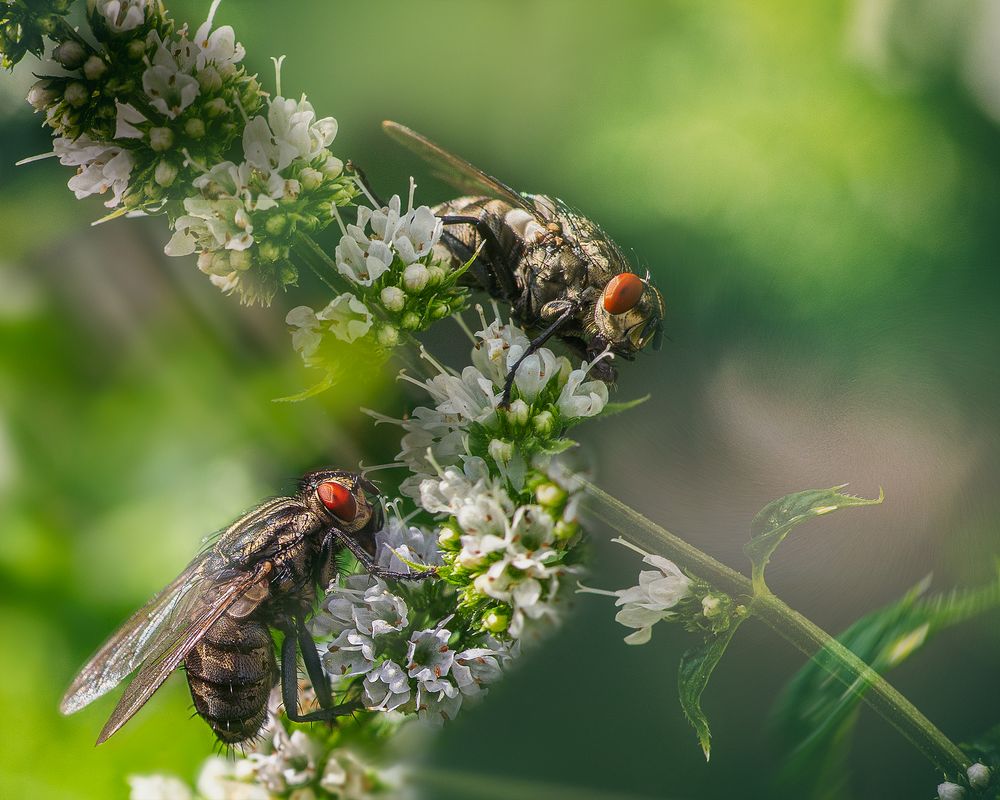 Ungeliebte Insekten...