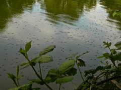 Ungelogen: Tausende von großen Wasserläufern (Fam. Gerridae), . . .