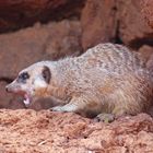 ungemütlich: ein Erdmännchen im Oasis Park von Fuerteventura