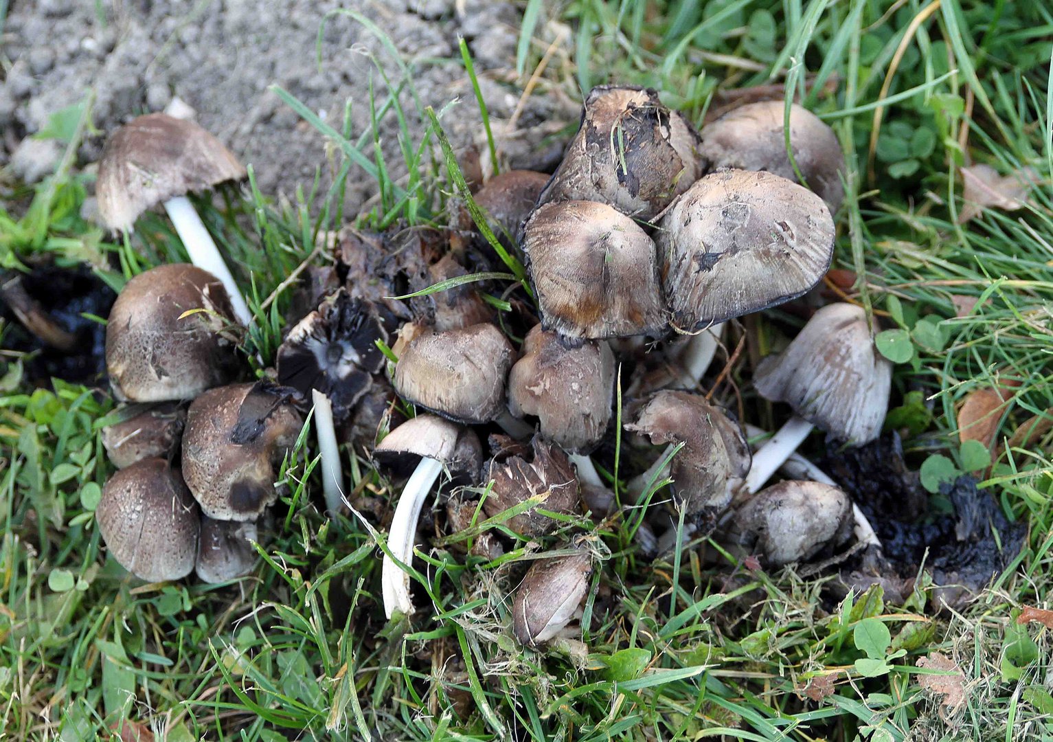 Ungenießbare Pilze am Wegesrand