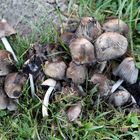 Ungenießbare Pilze am Wegesrand